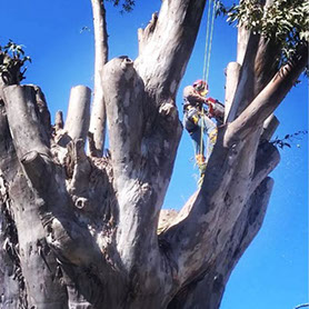 Podas de Altura Derly