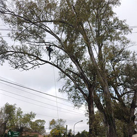 Podas de Altura Derly