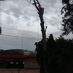 Podas de Altura Derly