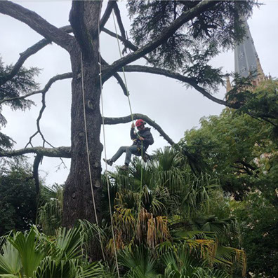 Podas de Altura Derly