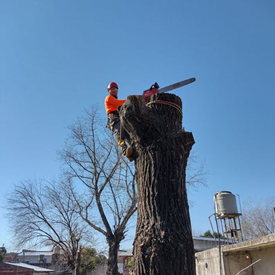 Podas de Altura Derly