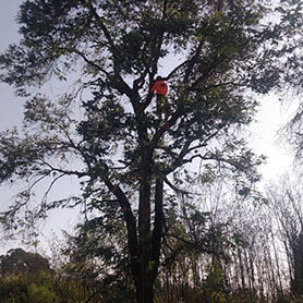 Podas de Altura Derly