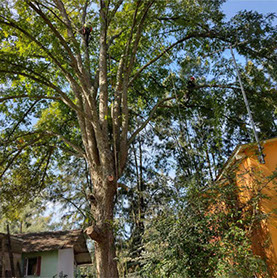 Podas de Altura Derly