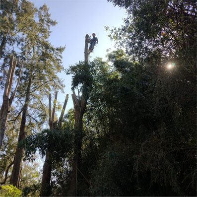 Podas de Altura Derly