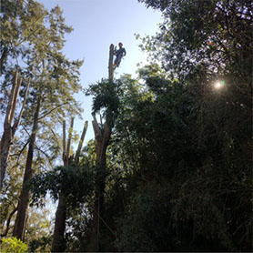 Podas de Altura Derly